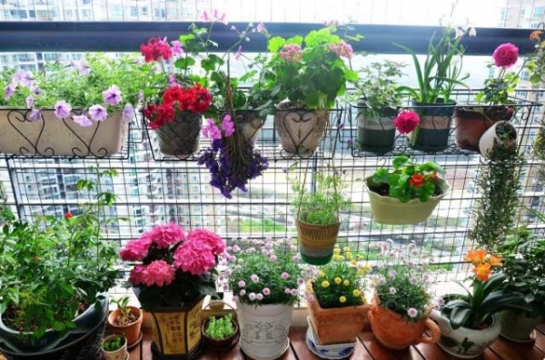 養(yǎng)花的5個好處,堪比人生財富,賺大了!